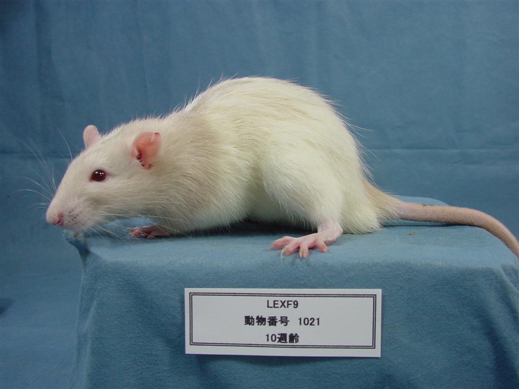 ラット系統